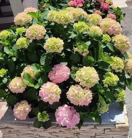 דירה In Brodarica With Sea View, Balcony, Air Conditioning, Wifi 5183-2 שיבניק