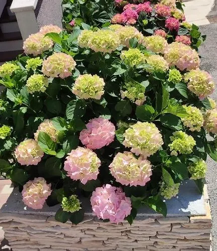 Apartman In Brodarica With Sea View, Balcony, Air Conditioning, Wifi 5183-2 Sibenik